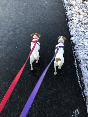 Doggos on the Acton portion of the trail