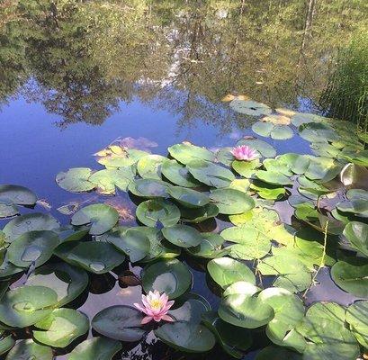 Birch Pools at the lake