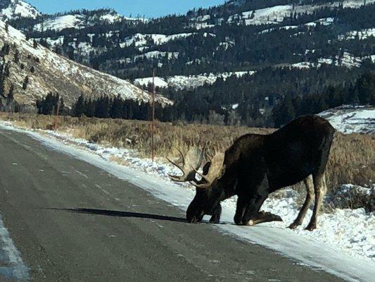 Praying moose