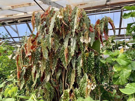 Giant begonia