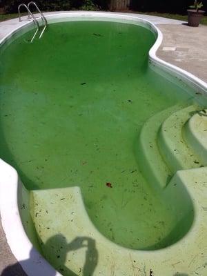 This is how Sutcliffe "serviced" and "opened" pool for season at other property. Tenants were told, "go ahead and swim" Really?!