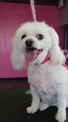 Cute little Maile the Maltese shows off her short summer style-