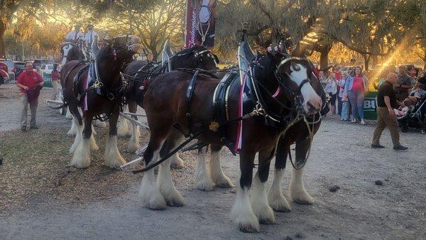 Budweiser Clydesdales in town.