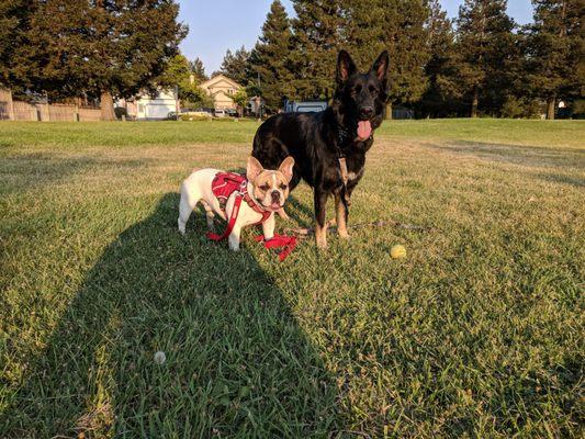 Very dog friendly park.