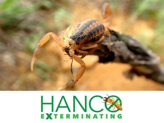 Hanco Exterminating