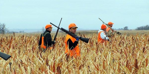 Wiley Cock Lodge | South Dakota Pheasant Hunting Lodge | Walking the Fields