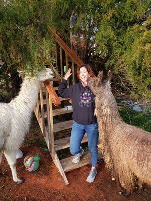 A morning llama greeting