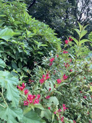 Late summer flowers