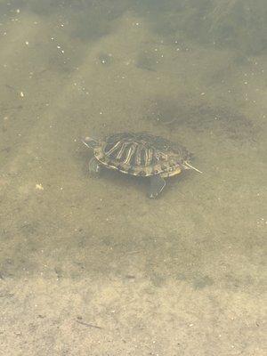 Heres a turtle we saw at the pond!