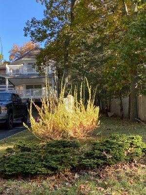 Ground covering and yellow grass in a front yard.