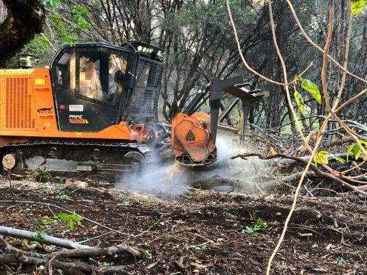 Forestry Mulching in Mariposa