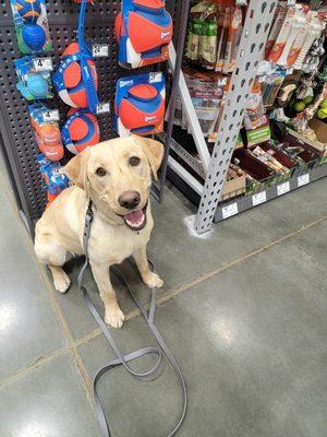 Sadie, an amazing lab came to us for a board and train and did amazing! We loved seeing her become more obedient, calm, and happy.