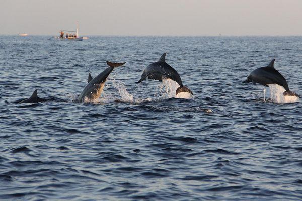 GoKayak! Paddle with a Porpoise