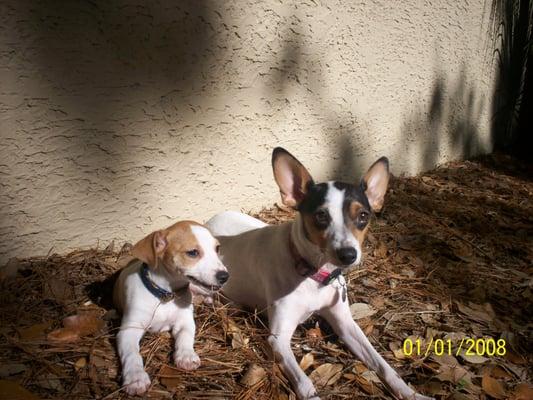 Lucy and Leshia we adopted for my Parents