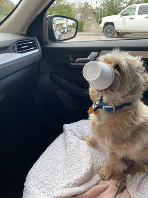 Daxie enjoying her Slurps Up dog treat!