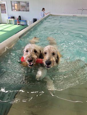 Two dogs sharing toy in pool