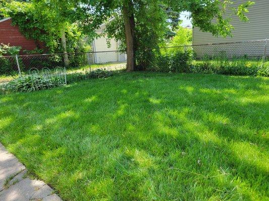 Lush Green Lawn - Pic is from a real customer