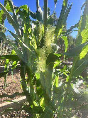 Veterans get a chance to see the countryside and their crops grow!