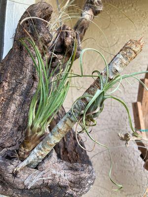 Cute air plants T. Melanocrater var. Tricolor