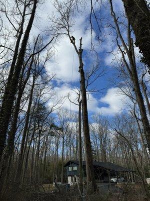 Tree service