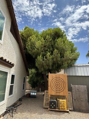 Pine tree needing trimmed