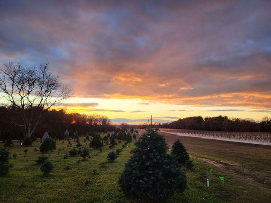 Sunset on the Christmas tree farm.