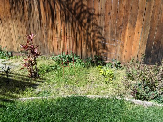 Before. Removed all weeds and plants.