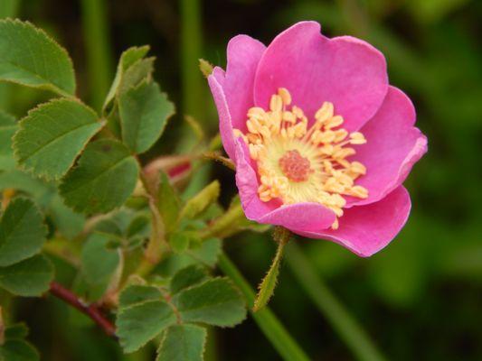 A darker pink blossom.