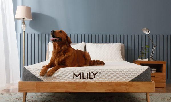 Made In USA. Bed in a box : TRY HERE!