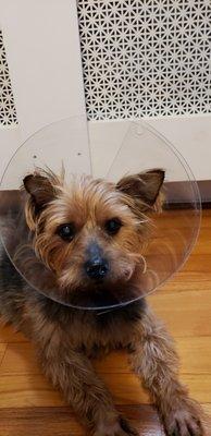 Cutie Chance, poor little guy with his cone.