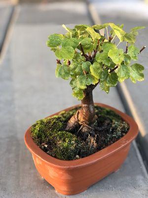 Bonsai tree