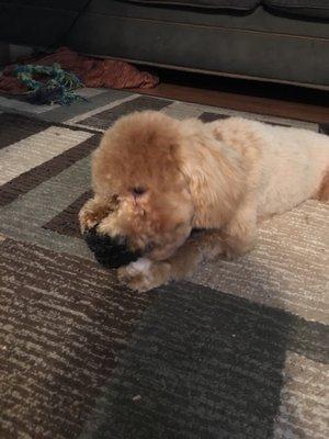 After grooming session. Cut out tear stains that are unblended with the rest of his face