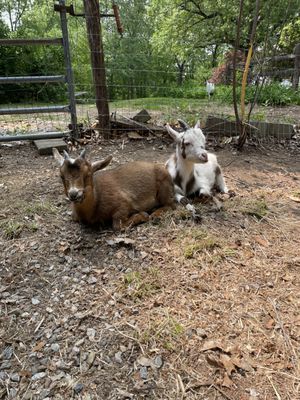 Patches and Honey, two of our yoga goats