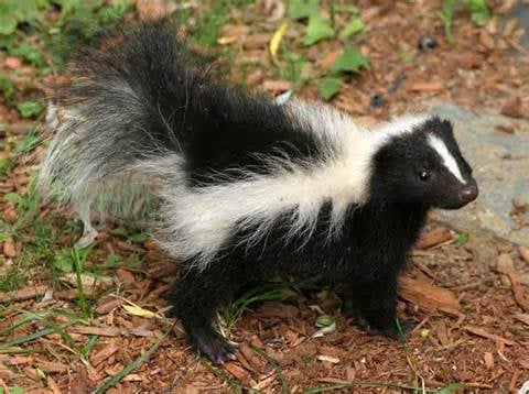 Skunk Removal and Trapping