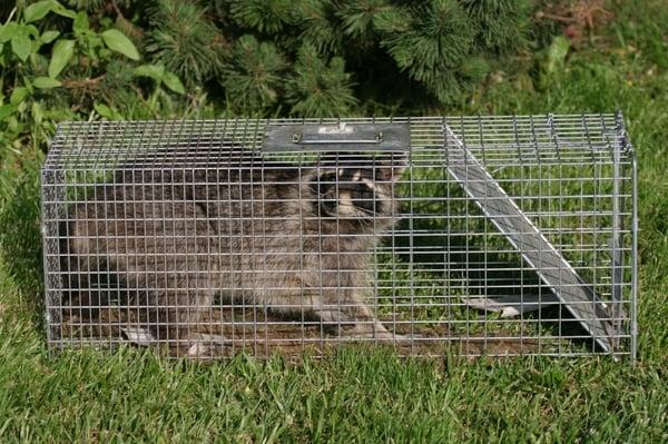 Captured Racoon