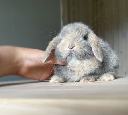 BLOOMING BUNNIES