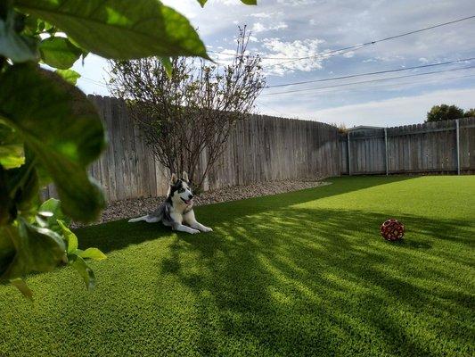 Pet Turf Project #turf