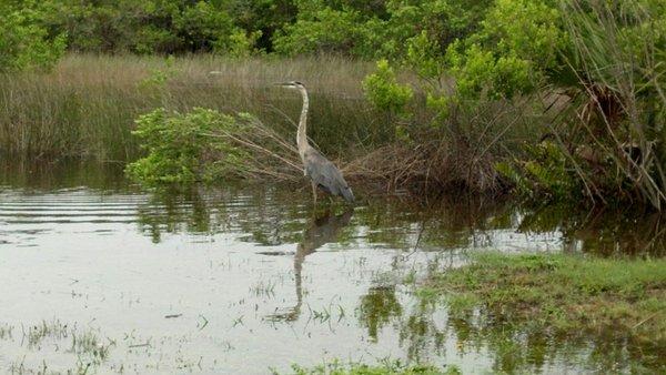 Beautiful wildlife