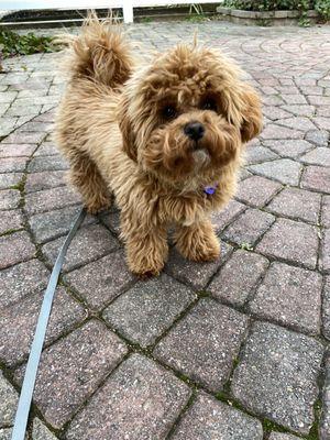 This was my dog prior to getting groomed. Cute and fluffy but needs a trim