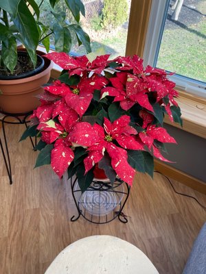 Large poinsettia from Tillies