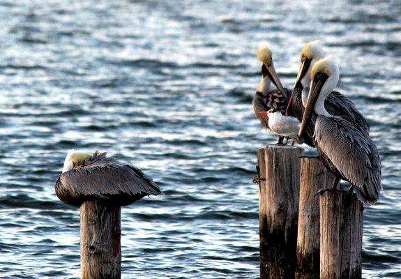 Wonderful bird watching area