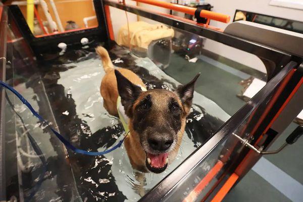 Zeke, a very happy rehab patient, on the underwater treadmill.