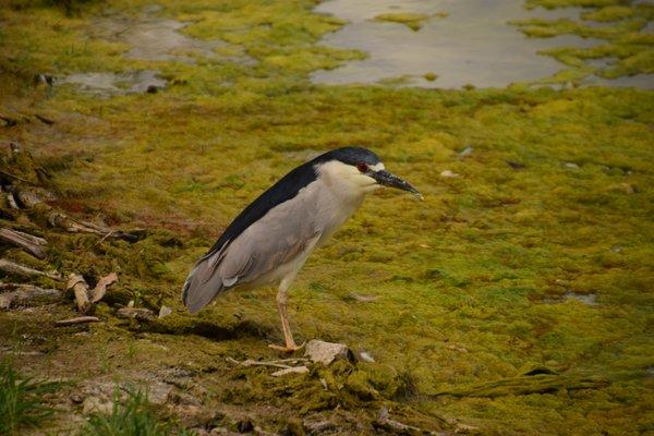 Wildlife enjoys the area too.