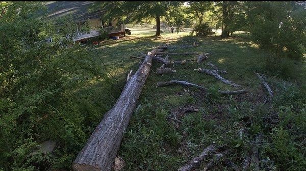 See tree being removed from a front yard.