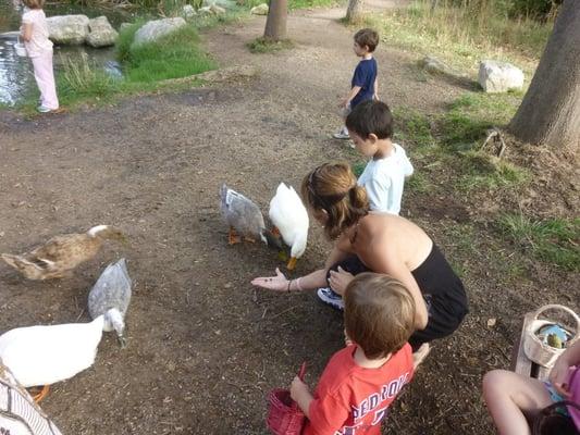 Feeding Ducks in the Park