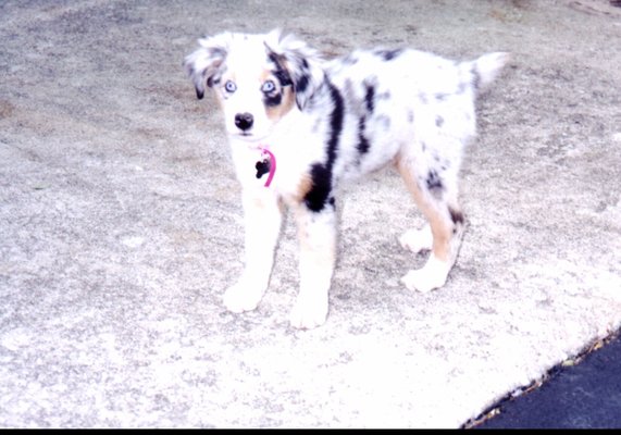 Sheila Australian Shepard