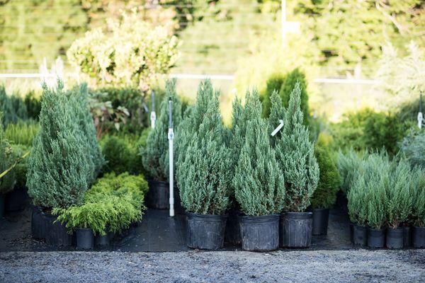 A shipment of plants waiting to be installed at a client's home.