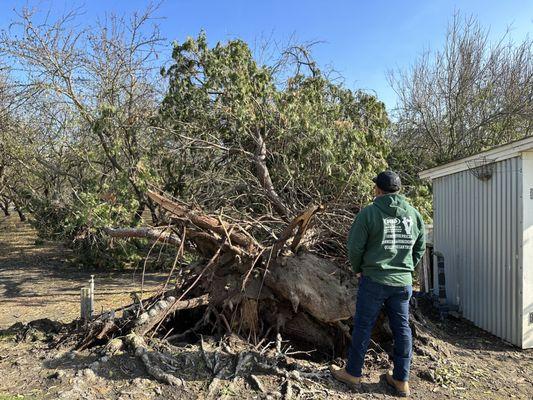 Fallen Tree Removal