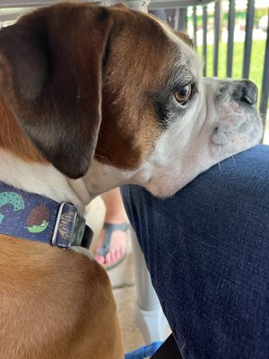 Chilling on dad's knee