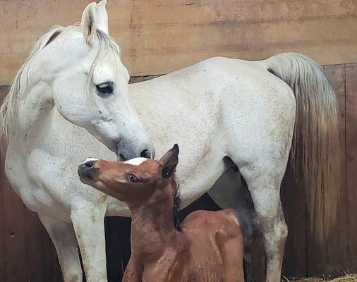 Glamouritz SSA & her spectacular newborn bay colt by Fadjurz Memo.  WOW!!!